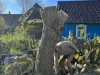 Спил деревьев, фотография 7