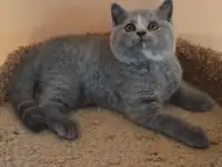 Элитные британские котята из питомника, фотография 2