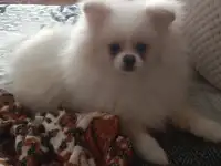 Шпиц щенок