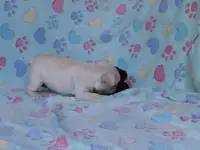 Французский бульдог щеноки, фотография 4