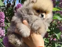 Померанский шпиц, щенки. Мини мишки, фотография 3