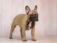 Французский бульдог, фотография 3