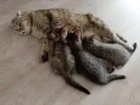 Шотландские мальчик и девочки