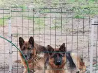 Щенки немецкой овчарки, фотография 2