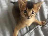 Абиссинский котенок, фотография 3
