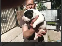 Щенки среднеазиатской овчарки, фотография 4