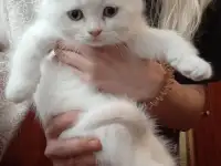 Шотландские котята, фотография 6