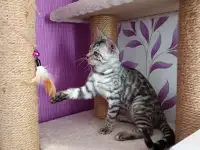 Бенгальские котята, фотография 3