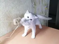 Британские котята, фотография 5