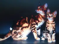 Бенгальские котята, фотография 7
