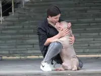 Щенки булли покет,крови Маскултони, Луи, фотография 4