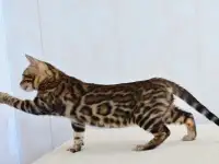 Бенгальские котята из питомника, фотография 4