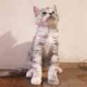 Котята Мейн КУН, фотография 5