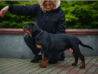 Породистые щенки ротвейлера, фотография 3