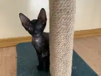 Корниш-рекс котята, фотография 7