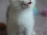 Кругленький котенок, фотография 3
