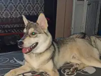 Отдам бесплатно, фотография 6