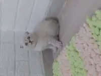 Шотландские вислоухие котята, фотография 4