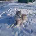Срочно! Красавчик хаски, окрас волчий серый! Ищет девочку для вязки! ДЕВСТВЕННИК, фотография 3