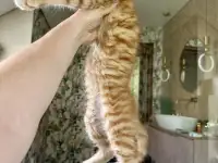 Крупный мальчик мейн-кун, фотография 7