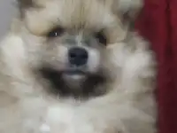 Щенки шпиц
