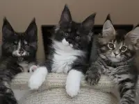 Мейн кун котята!, фотография 3