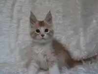 Котенок мейн-кун ищет любящих хозяев., фотография 4