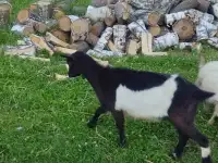 Молодые покрытые козы, фотография 2