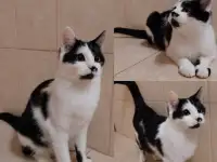 Котята, фотография 2