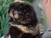 Кошка в добрые руки, фотография 2