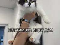 Кот ТИМОХА ищет дом, фотография 2