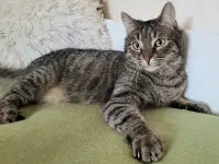 Кот Шанхай, кастрирован.
