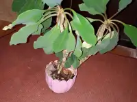 Герани, фикус, гибискус, толстянка, декабрист, фотография 10