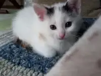 Отдам милых котят в добрые руки