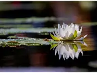 Водные растения для озеленения декоративных прудов, фотография 3