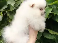 Померанский шпиц, породный щенок- девочка!