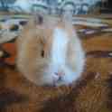 Карликовые кролики квартирного содержания, фотография 2