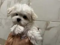 Щенок мальтезе, фотография 3