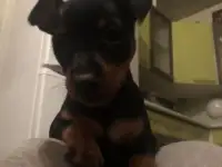 Девочка цвергпинчер, фотография 2