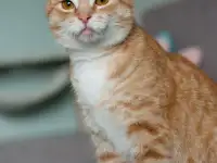 Солнечная кошка Элисон в дар, фотография 6