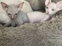 Канадский сфинкс, фотография 7