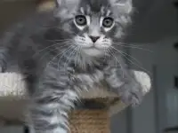 Котенок мейн-кун!, фотография 6