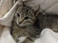 Котенок в дар, фотография 1