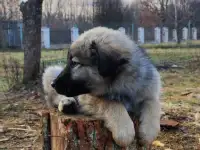 Красивые собачки