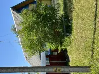 Дом-дача в деревне, Приозёрная ул, деревня Зазерье, Вировлянский сельсовет, Городокский район, Витеб, фотография 2