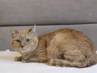 Чудесный рыжий котик Симбочка ищет дом и семью!, фотография 2