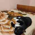 Котенок ищет дом или передержку, фотография 2