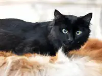 Шикарный кот Малевич в хорошие руки