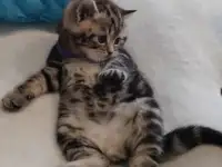 Котята шотландские., фотография 4