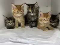 Котята мэйн-кун, фотография 2